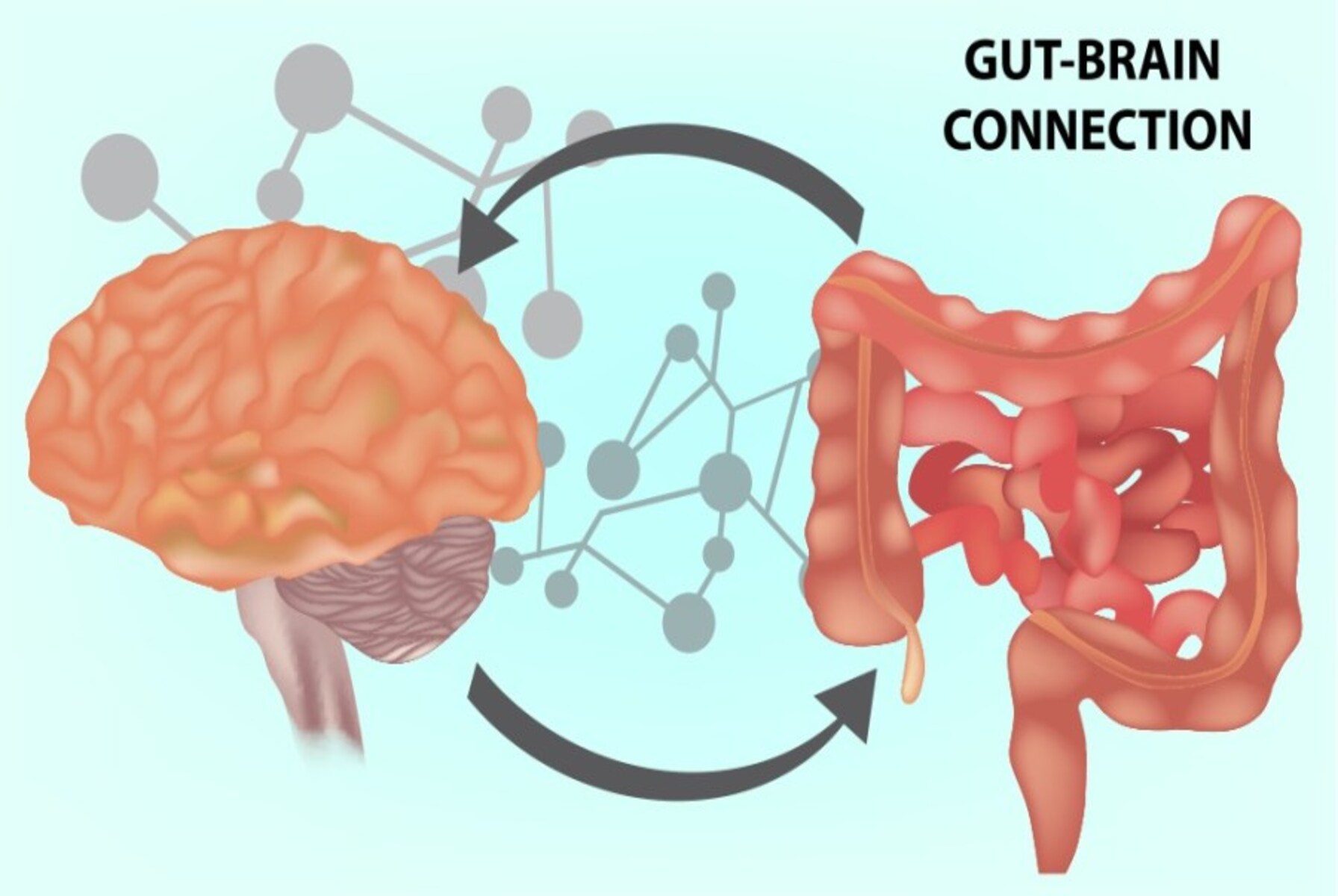 A detailed illustration showing the connection between gut health and mental well being highlighting the gut brain axis